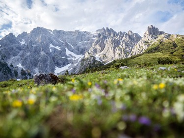 Der Hochkönig in seiner vollen Pracht umgeben von saftigen, grünen Wiesen mit Almblumen.